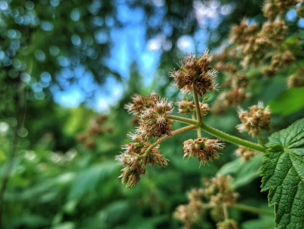 Close-up of a plant, relevant to a Summer Garden Pasta recipe, with green foliage and budding flowers.