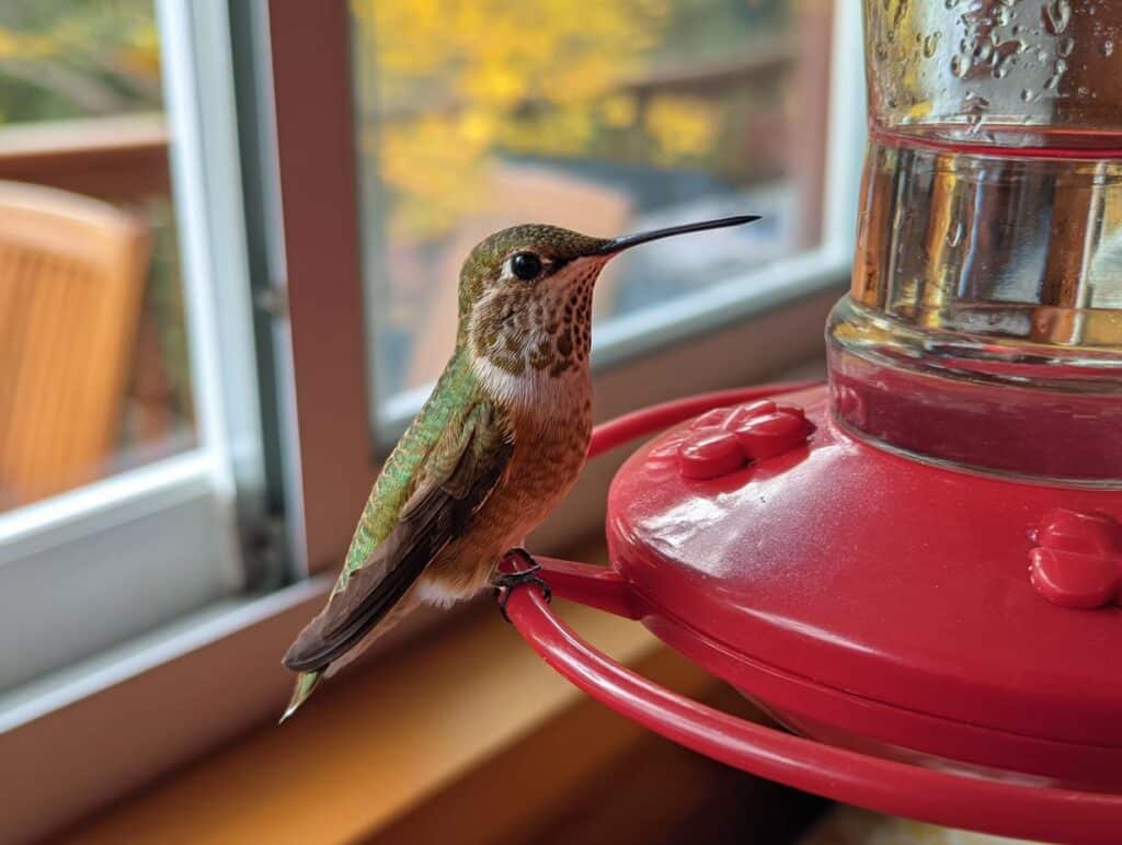 Hummingbird perched on a red feeder, ready to drink recipe for hummingbird nectar homemade.